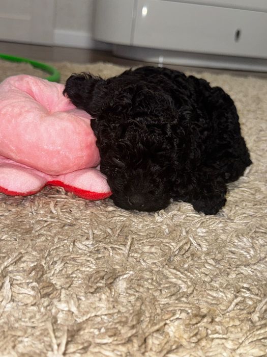 Цуценята Той пудель