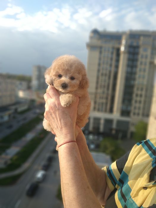 Мини милаш  мальтипу  мальчик.