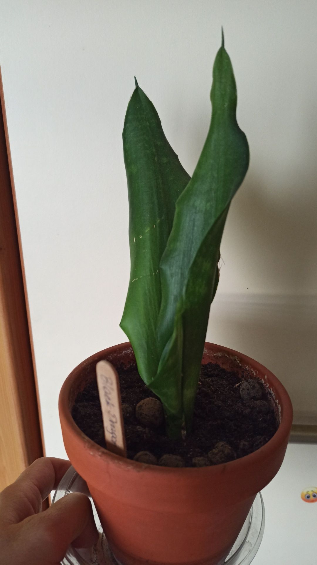 Sansevieria black dragon sansa