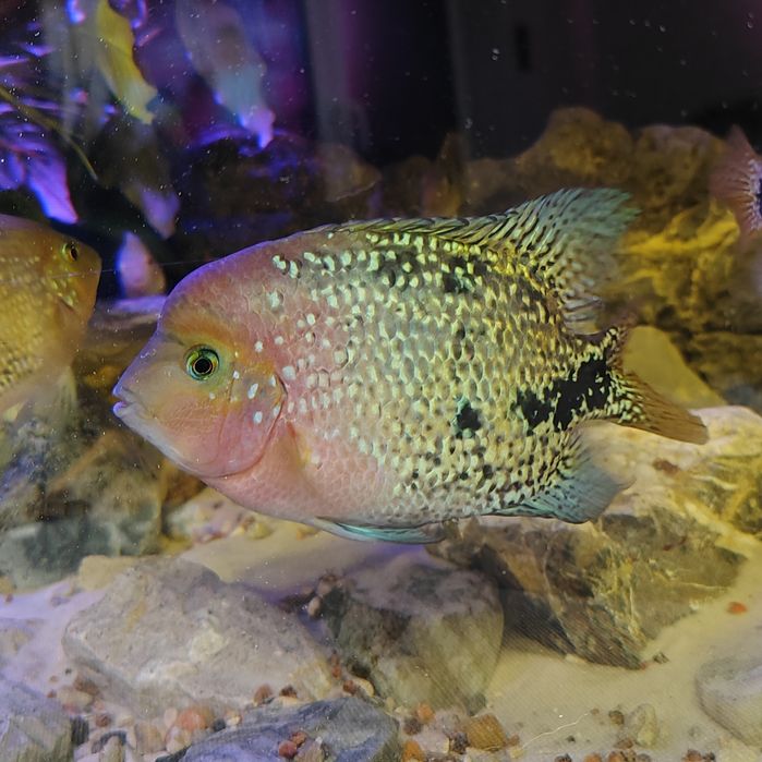 Pielęgnica wielobarwna wysyłam