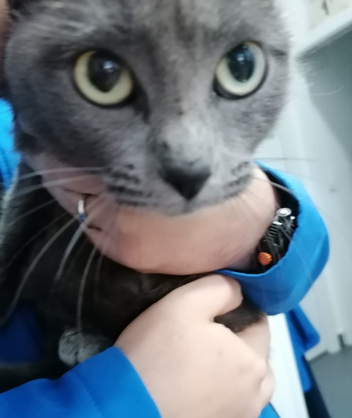 Gatinho cinza com 2 anos para adoção responsável