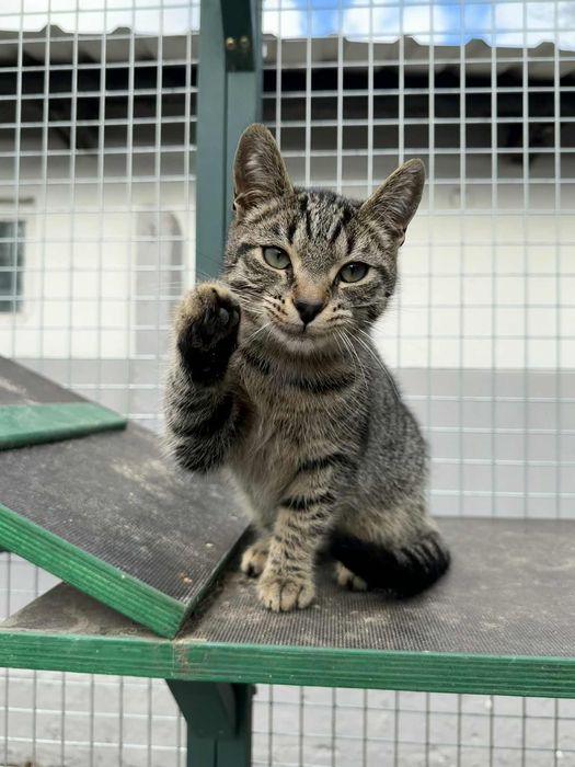 Przeuroczy Fionek poleca się do adopcji!