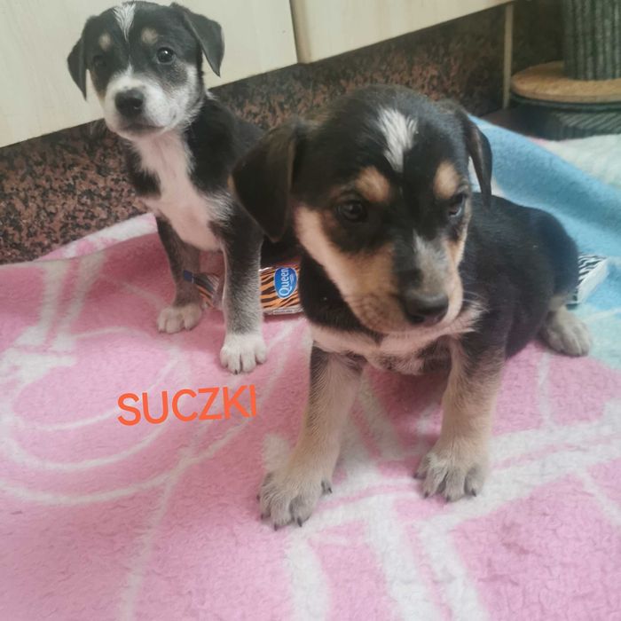 Pokochaj go!  Szukają domu.