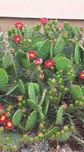 Opuntia opuncja mrozoodporna