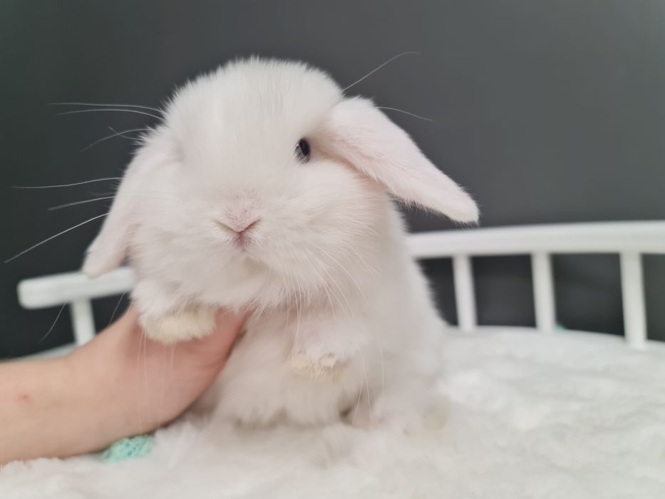 Mini lop królik króliczek miniaturka baranek hodowla transport