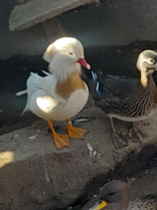 Patos ,pavões  azul, novos ,perdizes Califórnia