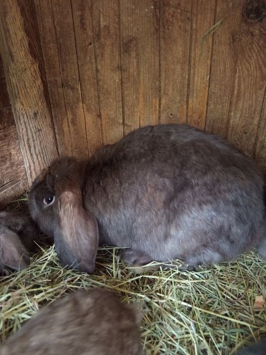 Królik baran francuski