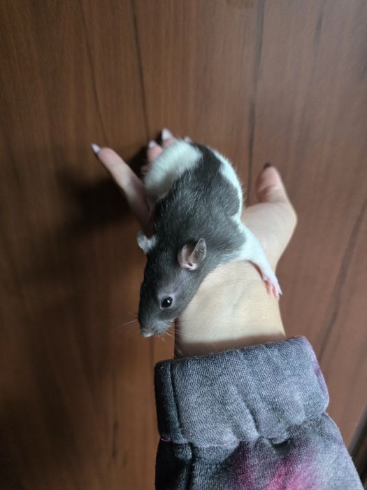 szczur szczury szczurki  samce,samice