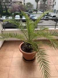 2 palmeiras naturais