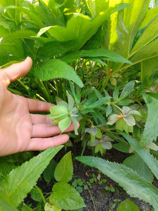 Морозник багаторічник