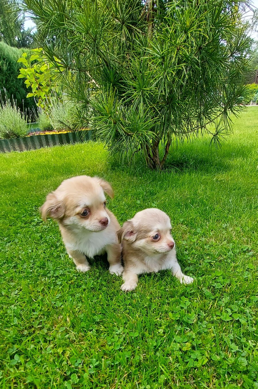 Chihuahua długowłosa warto zobaczyć!