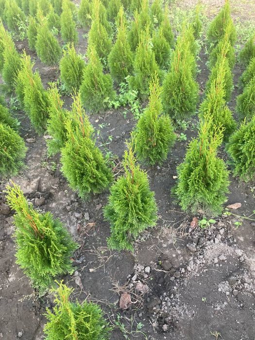 Смарагд туя колумна ауреа нана кипарисовик ялівець