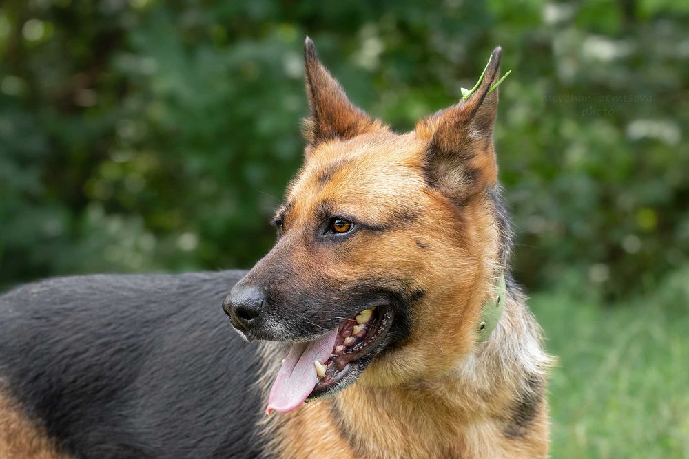 Пальма в пошуках родини