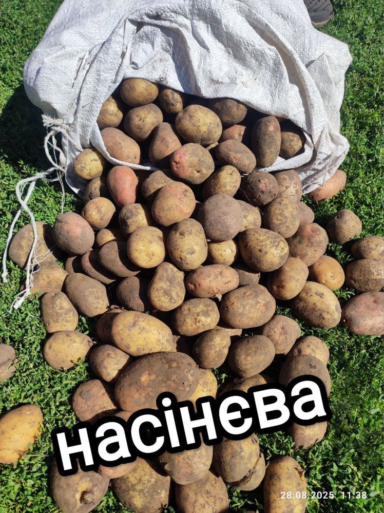Продам посадкову та дрібну картоплю