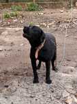 Cão cruzado com labrador