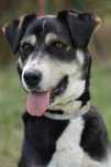 Milusińska Hopi do adopcji