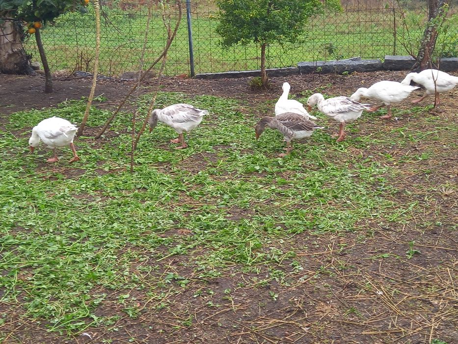 Lote de 6 gansos