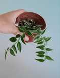 Hoja hoya bella albomarginata