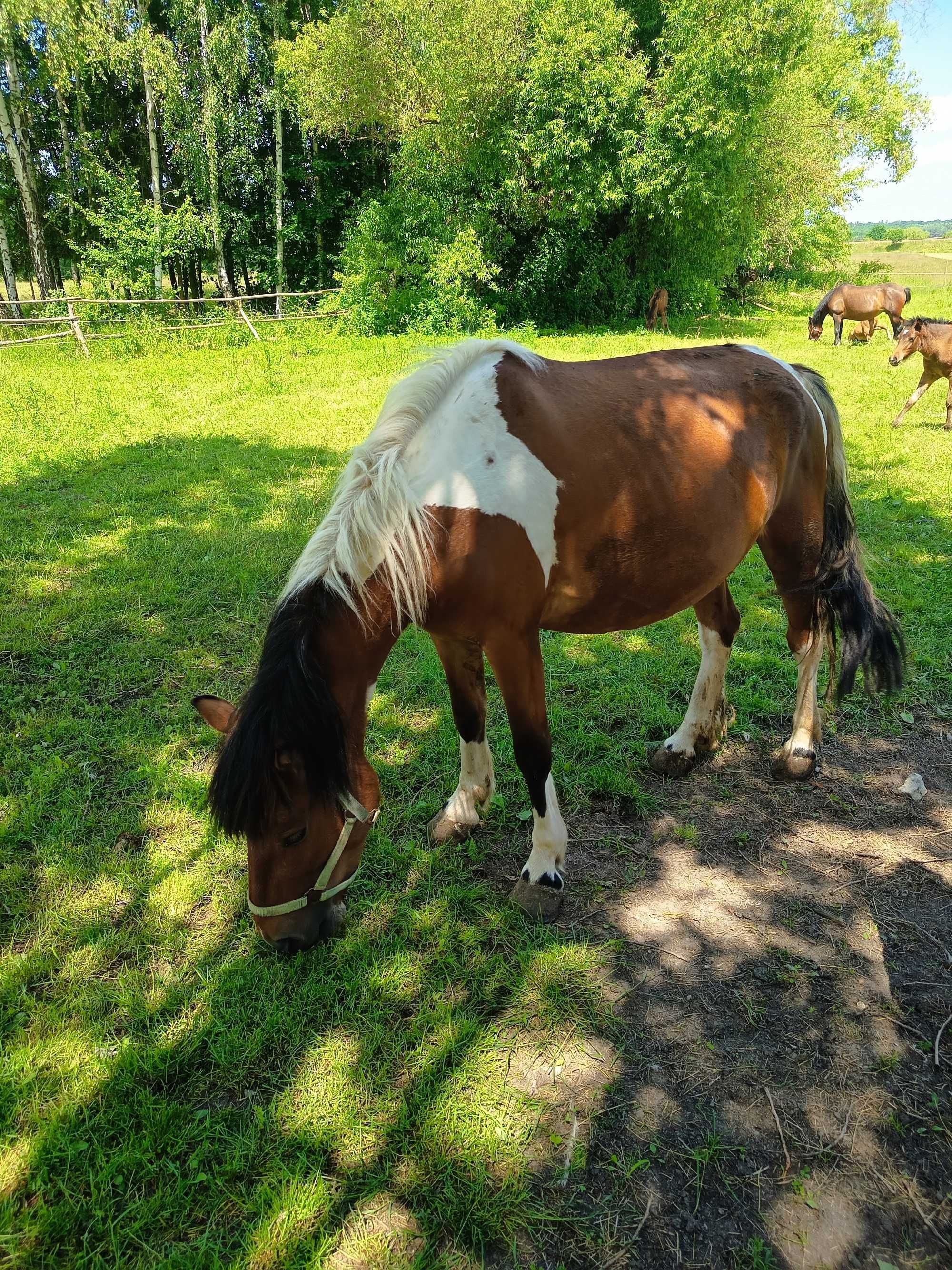 Klacz z źrebakiem