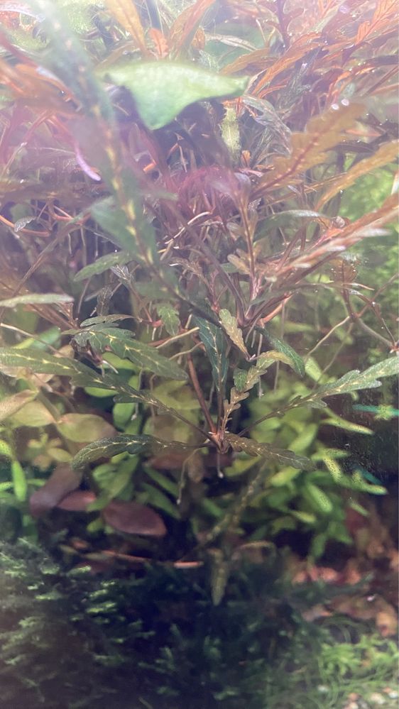 Hygrophila pinnatifida