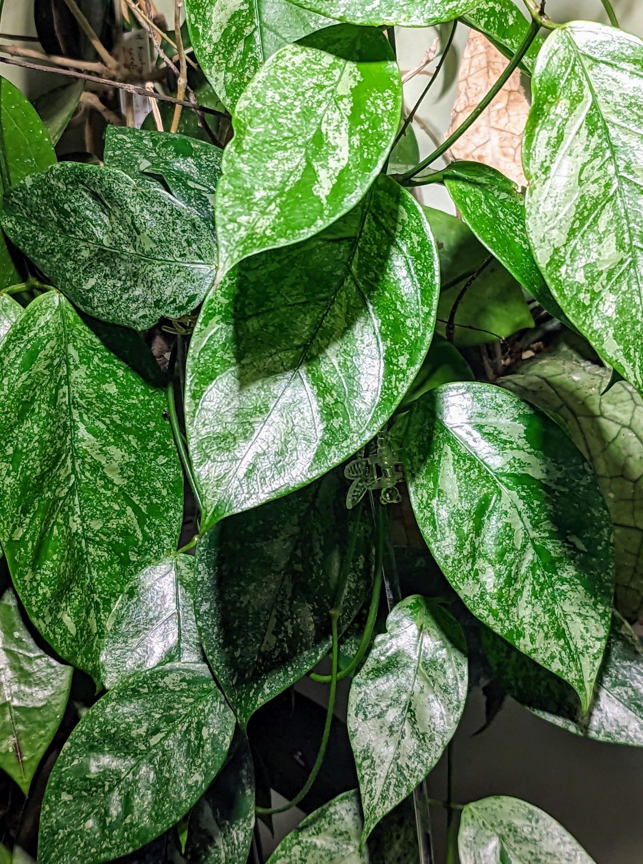 Hoya Coriacea Silver - cięte węzły