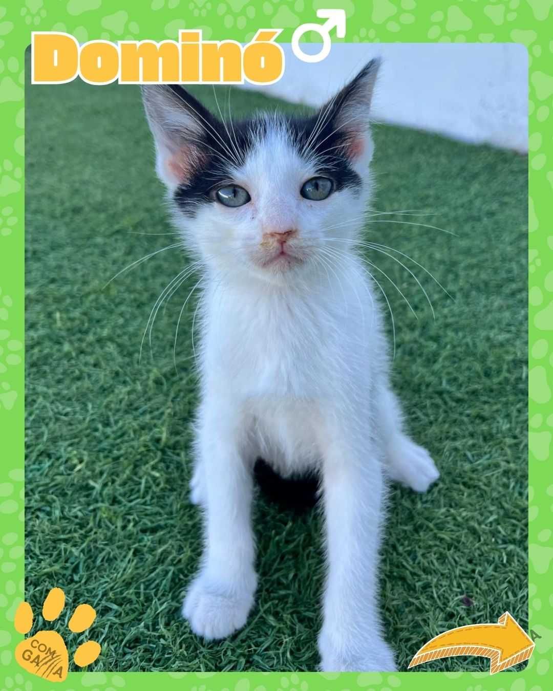 Gatinho para adoção - Dominó