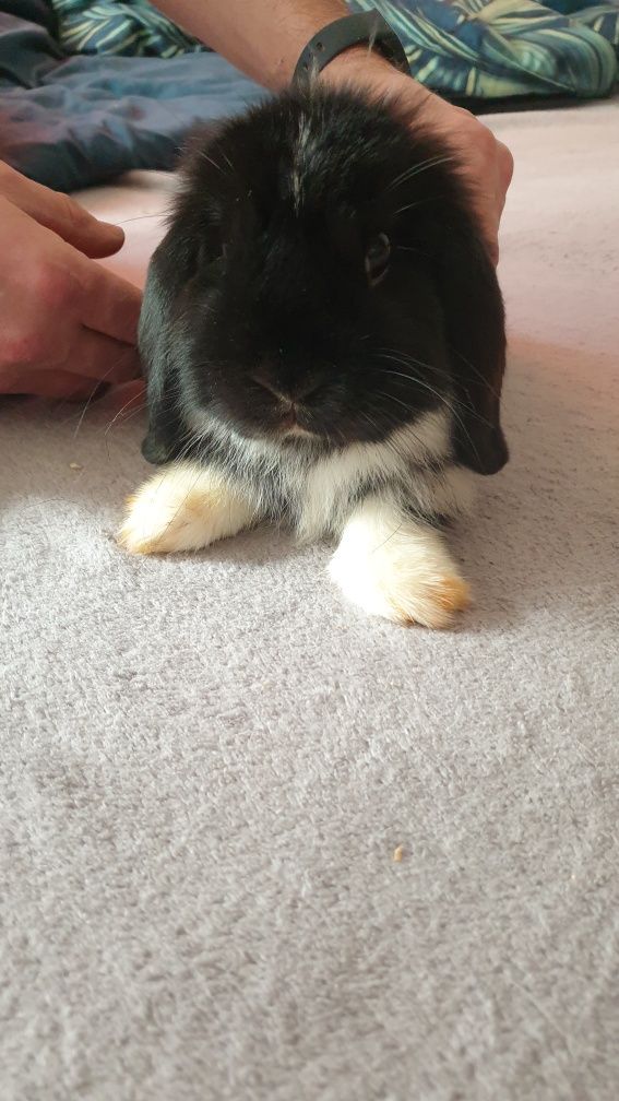 Sprzedam piękne  3 kroliczki baranki mini lop