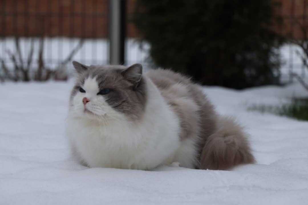 Kocurek Ragdoll 6,-letni