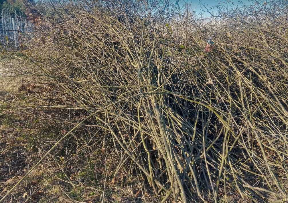 Oddam gałęzie z aronii