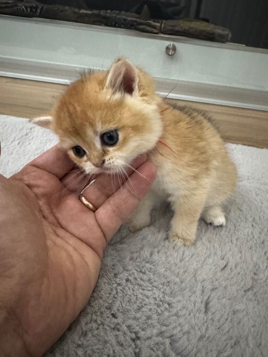 Gatinha British Shorthair Golden