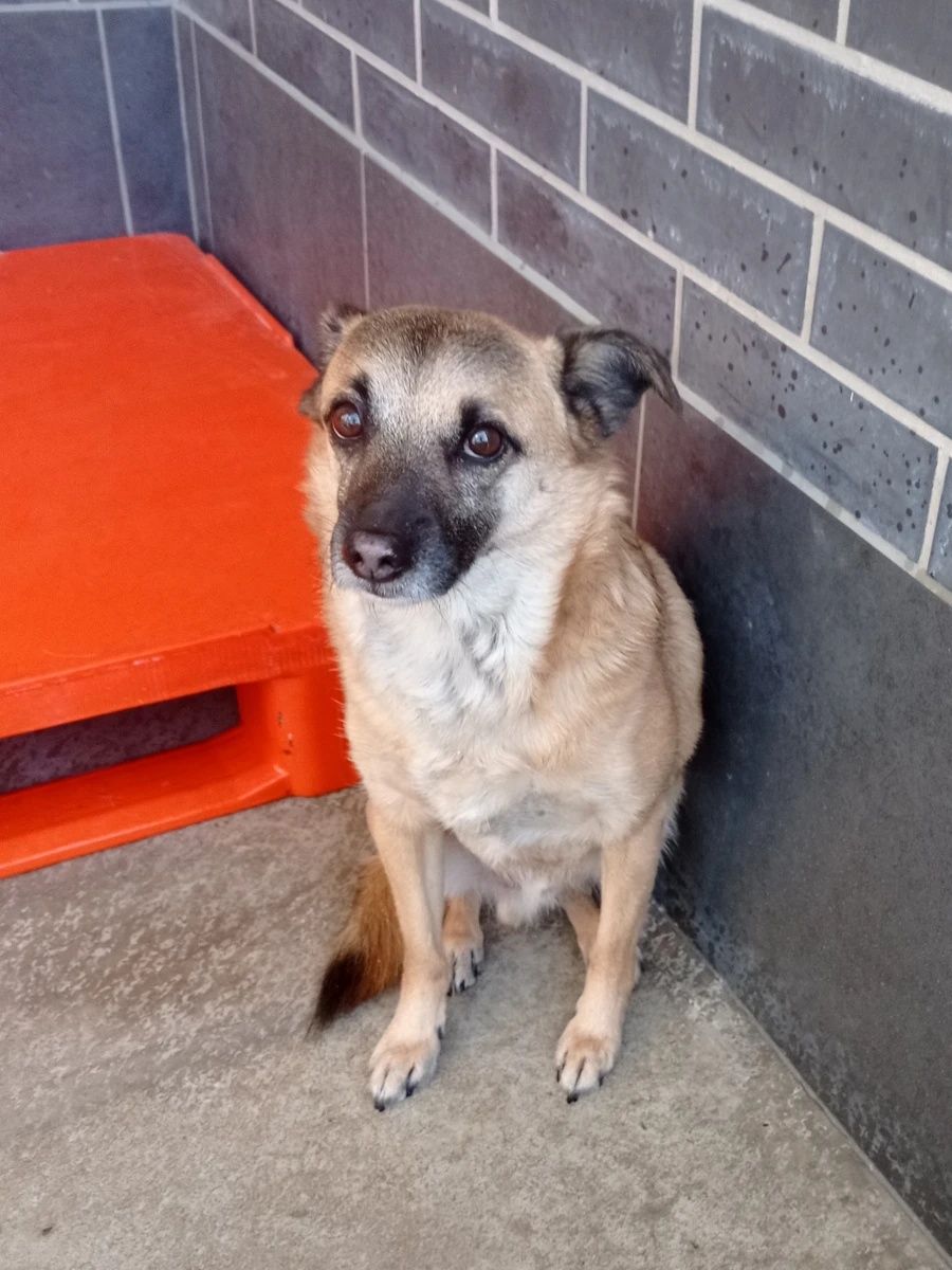 Piesek Piorun do adopcji!