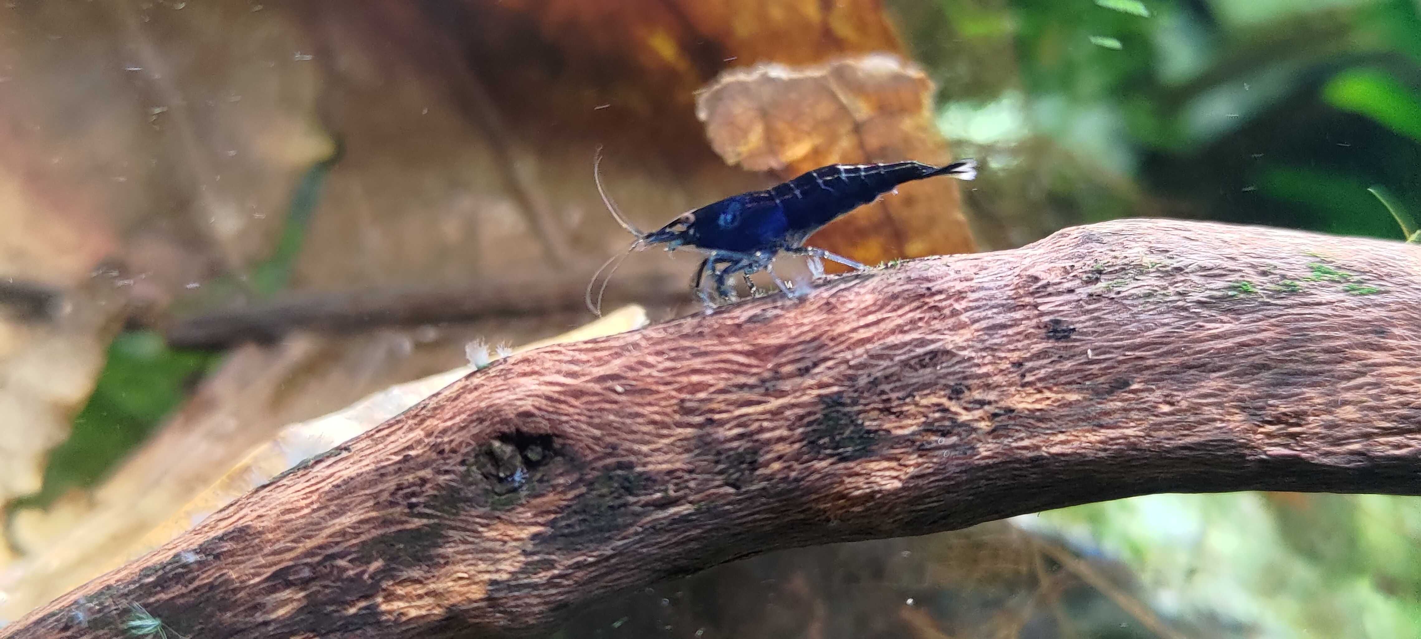 Krewetki Neocaridina Blue Velvet/Black Rose Sakura