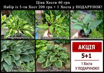 Хоста, Гортензія Мітловидна 2-річна