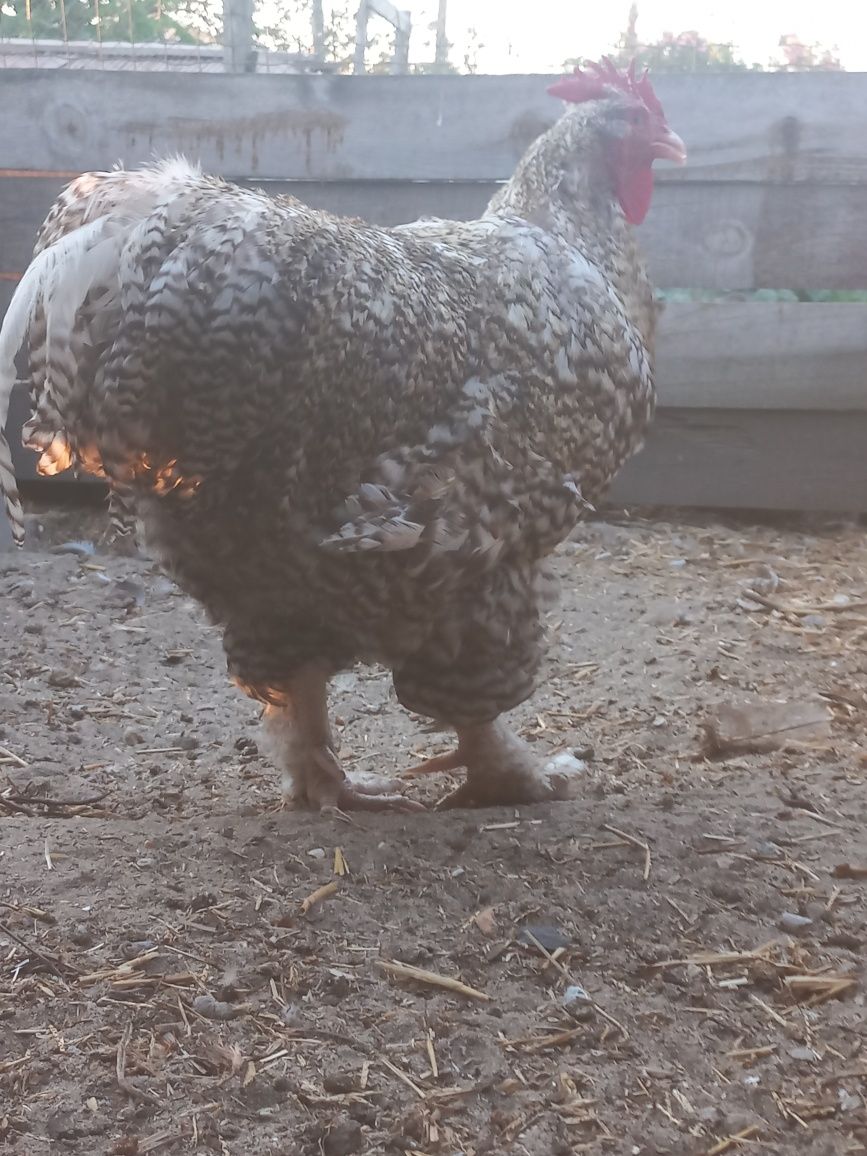 Vendo quatro galos