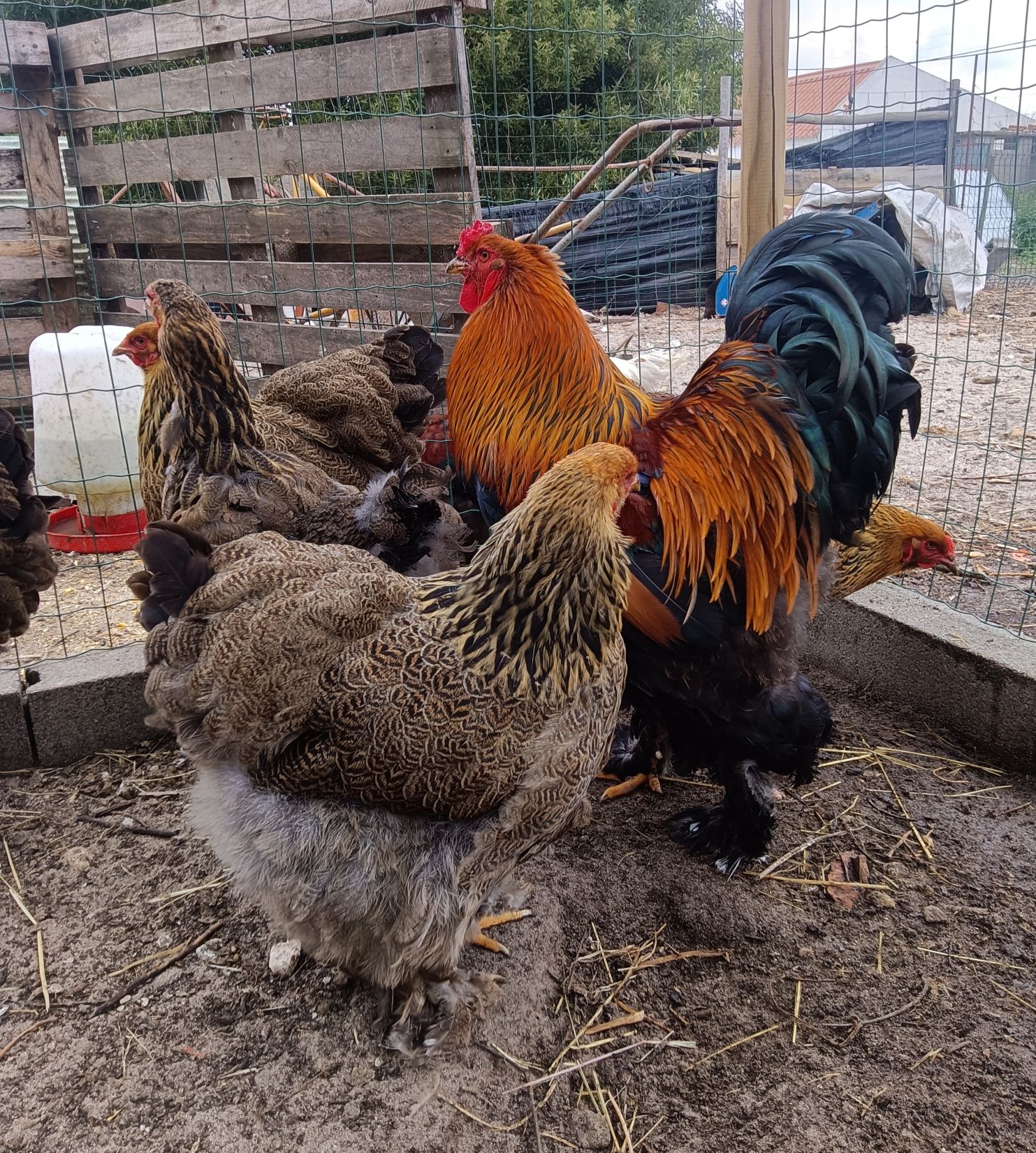 Pintos e Ovos de Galinha Brahma