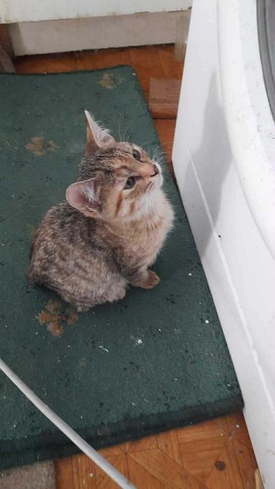 Małe koty do adopcji