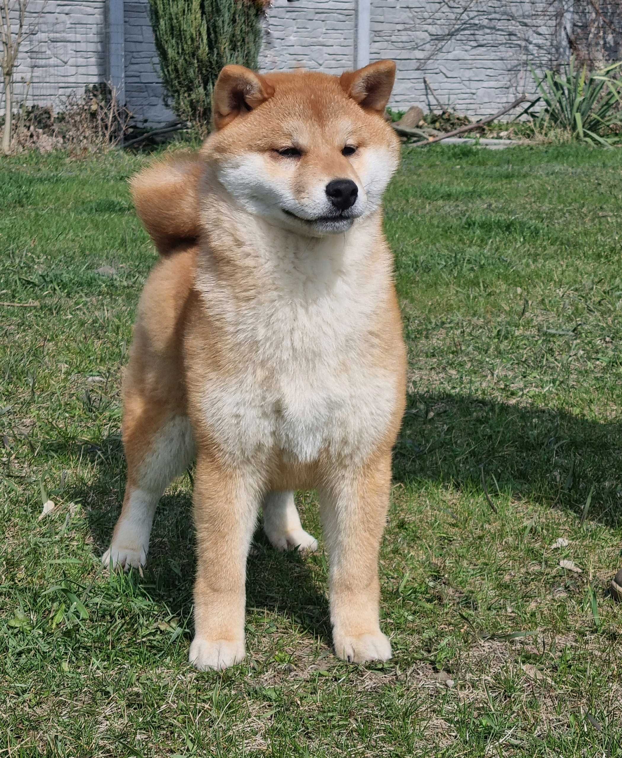 Шиба іну цуценя FCI
