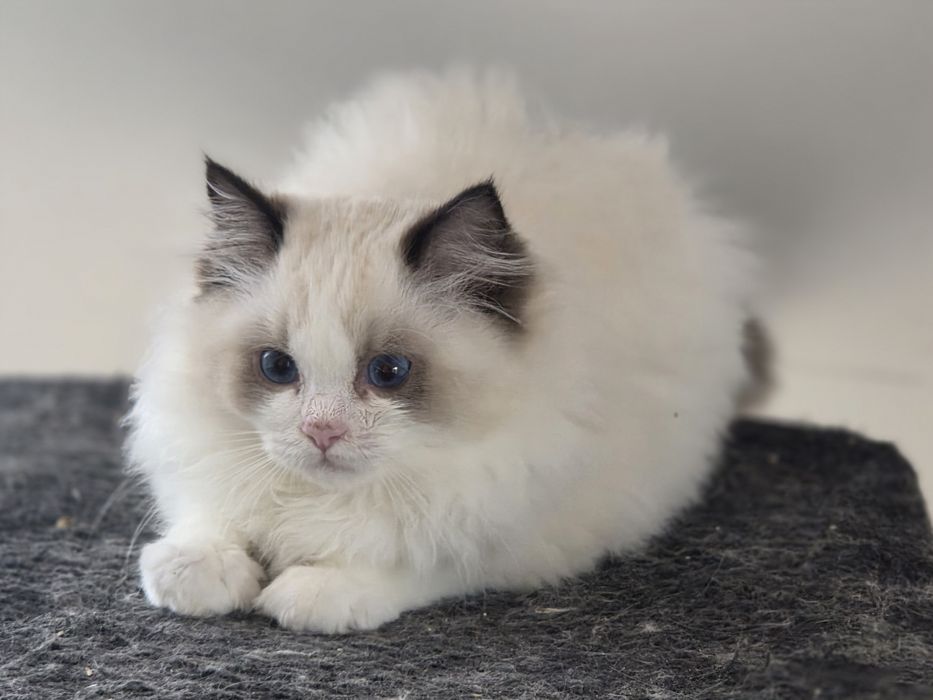 Kotka RAGDOLL z rodowodem FPL