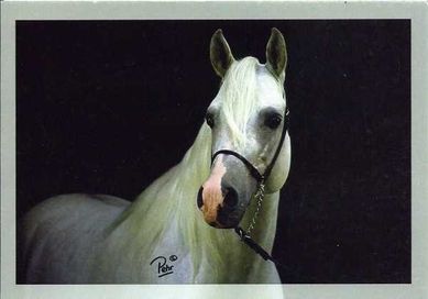 pocztówka koń konie arab TURBAN 63_2004 Pehr