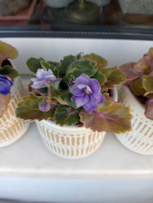 Planta natural violeta (azul)