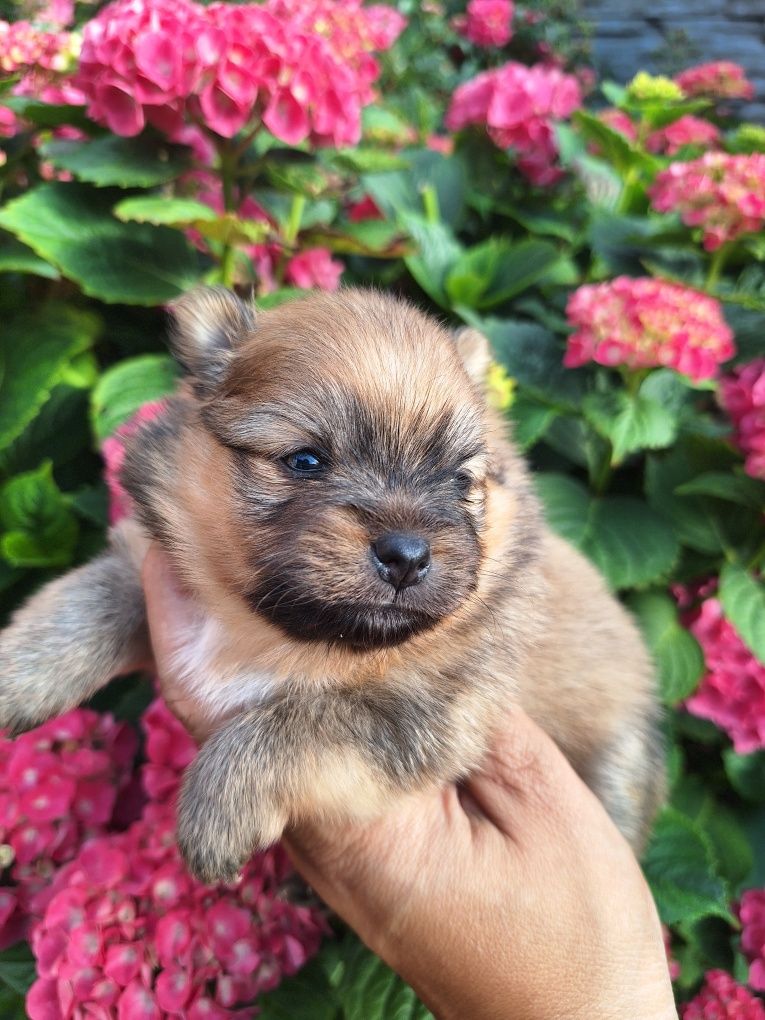 Pomeranian szpic miniaturowy suczka Megi