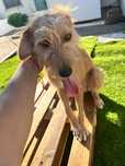 Cão para adopção