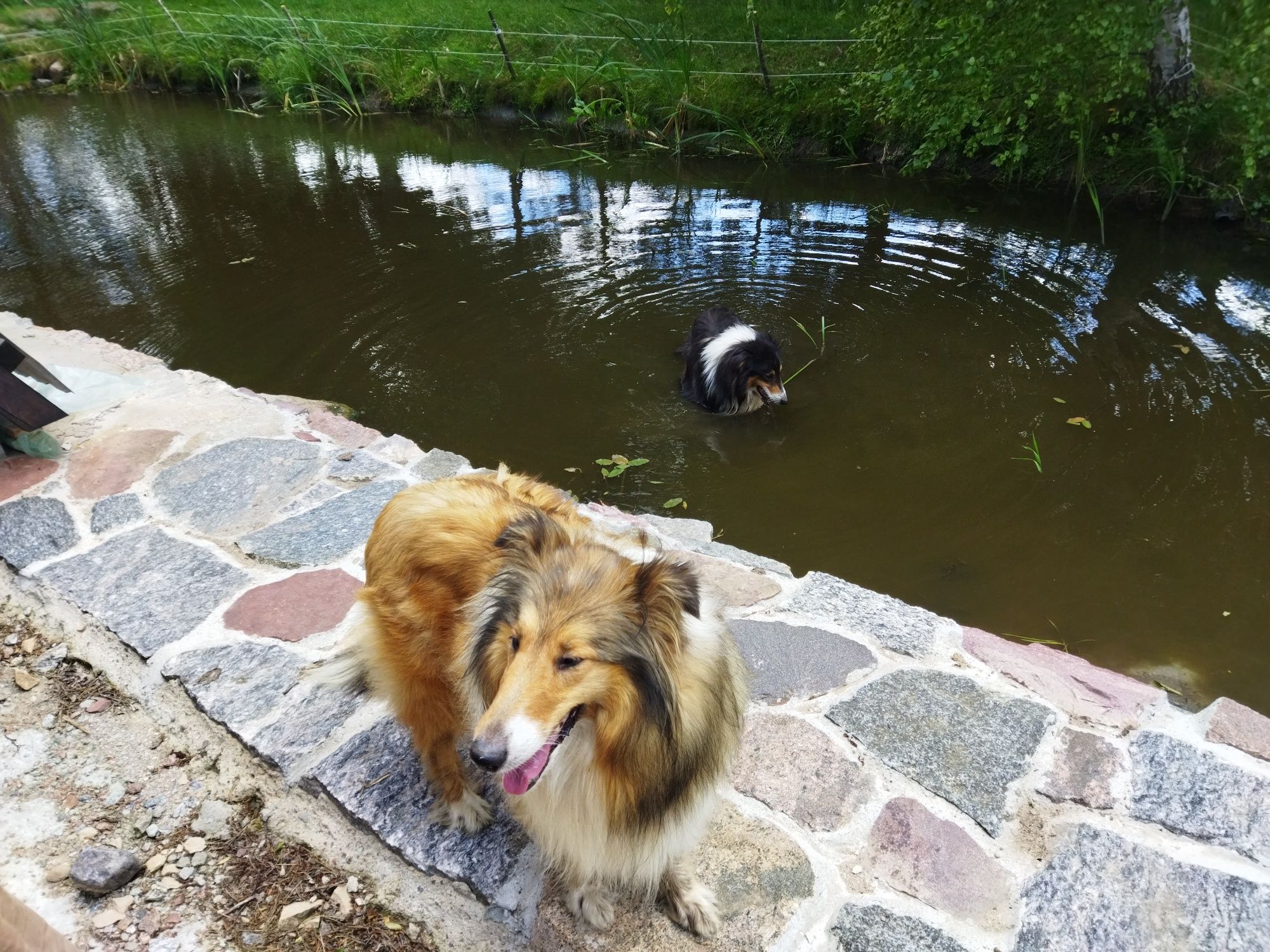 Owczarek szkocki collie długowłosy