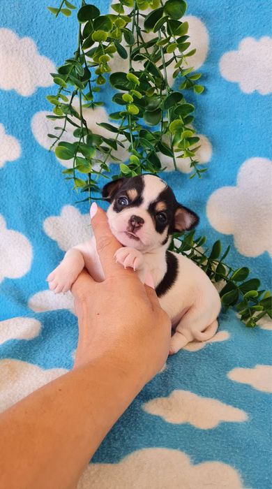 Estupendo Chihuahua/Chiuaua de Qualidade