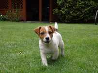 Jack Russell Terrier # Z E N Smartie Jacks# rodzice ZKwP/ FCI Male JRT
