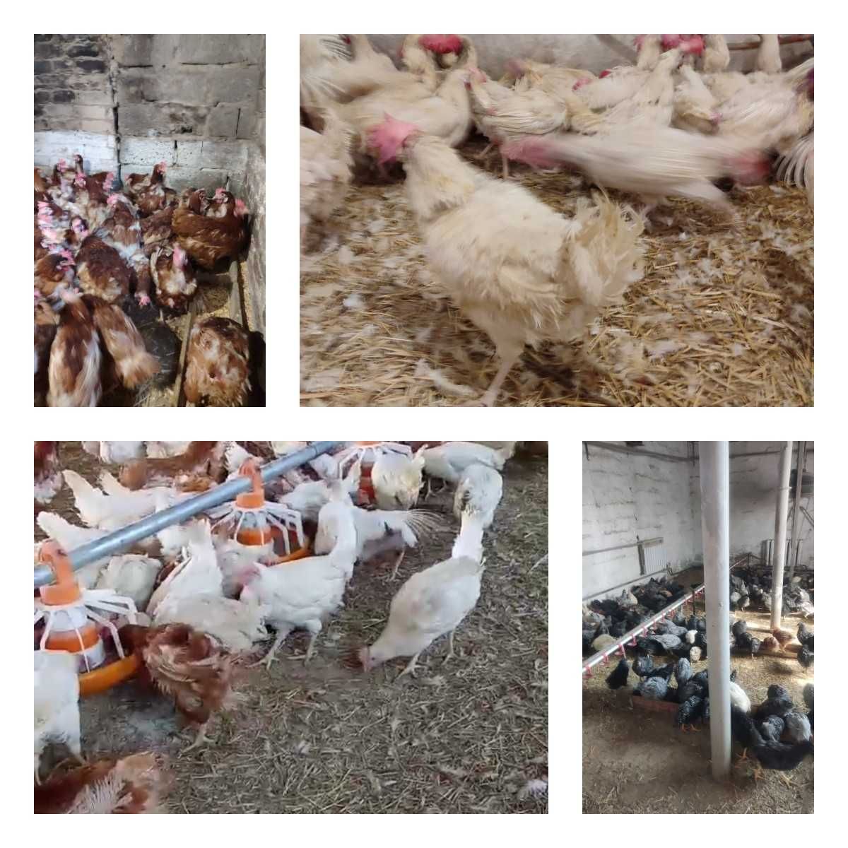 Продам кури несушки! Доставка безкоштовна. Біла Церква!