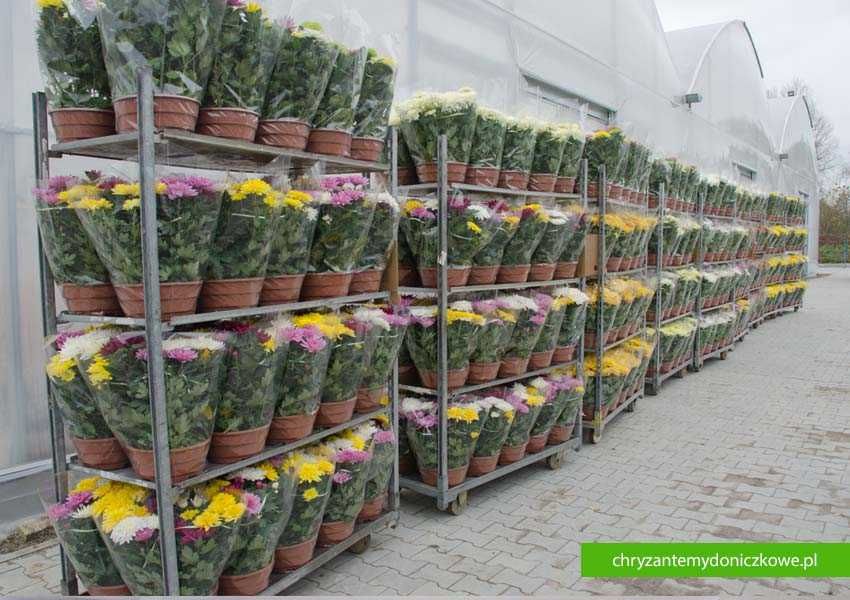 Chryzantemy wielkokwiatowe – komodo białe/żółte – donica fi 25cm