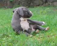 Amstaff Amstaf American Staffordshire Terrier Pies BLUE Błękitny samie
