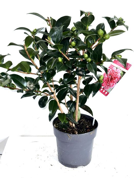 Камеліі в асортименті. Доставка по Україні.