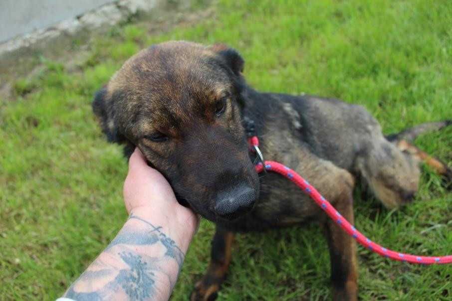 097141 Paweł do adopcji